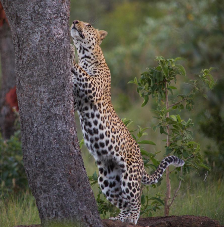 Makweti Safari Lodge Welgevonden Ngoại thất bức ảnh
